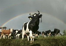 последствия наводнения: в ивано-франковской области на пастбище погибли десять коров