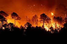 лесные пожары как следствие засухи